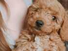 Puppy