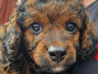 puppy