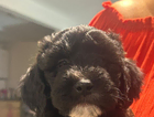 puppy