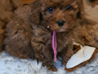 dark pink collar