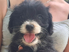 puppy
