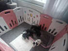 Puppy