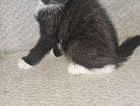 kitten