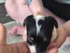 Puppy