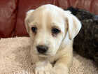 Puppy