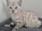 Kitten