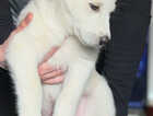 Puppy