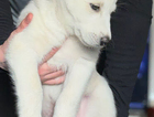 puppy