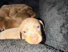 puppy