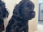 Puppy