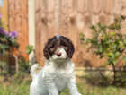 Puppy