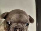 Puppy