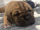 Puppy