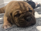 puppy