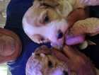 Puppy