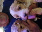 puppy