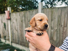 puppy