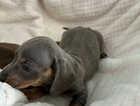 Puppy