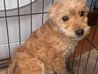 Puppy