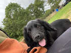 Puppy