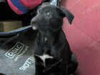 Puppy