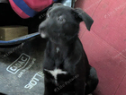 dini(houdini the...