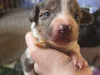 Puppy