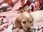 puppy