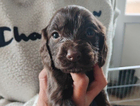 puppy