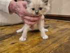 kitten