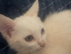 kitten