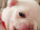 puppy