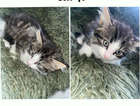 kitten