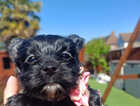 Puppy