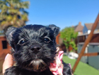 puppy  pink