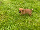 Puppy