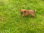 puppy