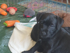 puppy