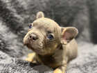 Puppy