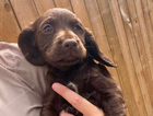 puppy