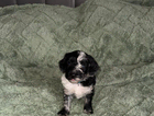 oreo