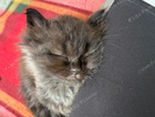 kitten