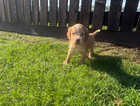 Puppy