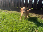 puppy