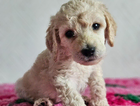 cooper