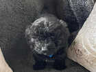 Puppy