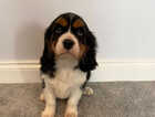 Puppy