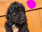 Puppy