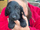 Puppy