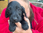 puppy
